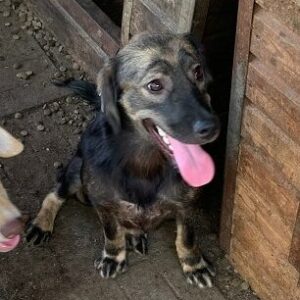 SANTI (♂) - ausgereist zum TST Rösrath