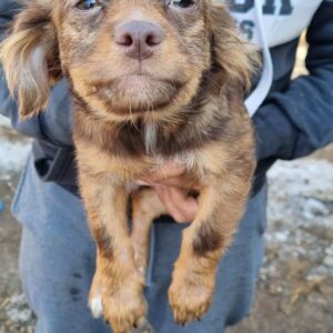 SABIE - reserviert Kathleen Müller - vermittelt