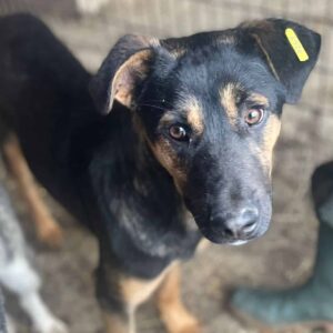 SAMO - reserviert Manuela - vermittelt