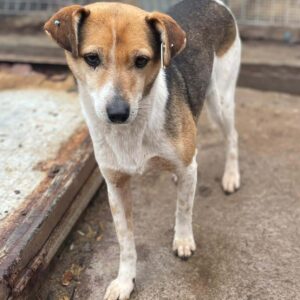 SELMA (♀) - (Doppelerfassung=Alessa)