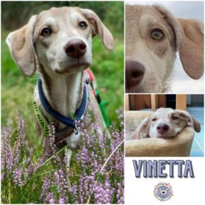 Vinetta in 21521 Aumühle - vermittelt