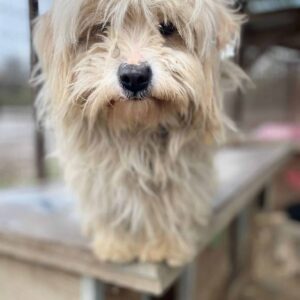 FIZZ - auf PDR PS im PLZ Bezirk 31 - vermittelt