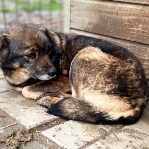 MINA - reserviert PVA - vermittelt