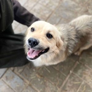 WILKIN - reserviert MD - vermittelt