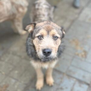 PLÜSCH (♂) - vermisst 11/24