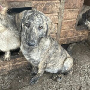 NESLY - ausgereist zu Vergessene Pfoten Stuttgart