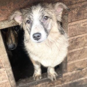 MENINA - ausgereist zum TST Rösrath