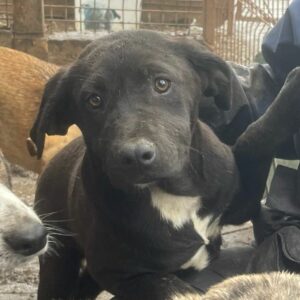 LANA - auf PDR PS im PLZ Bezirk 26 - vermittelt