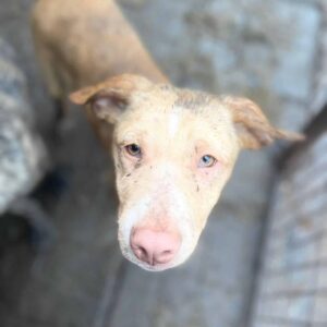 ALVA - vermittelt LS