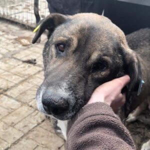 ARAB - reserviert NH - vermittelt