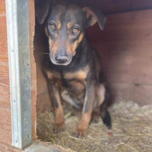 INTI (♀) - vermisst 11/24