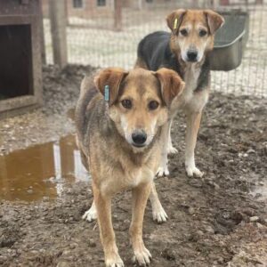 RAJA (♀) – vermisst 11/24