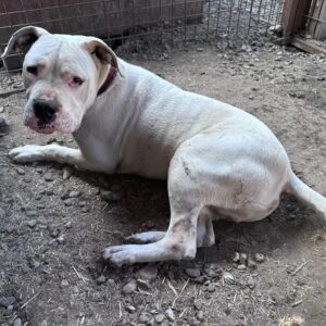 BULUT (♂) - RBB 04/24