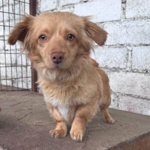 MERLE - reserviert Betty - vermittelt