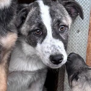 JIJI - reserviert für Tierhilfe Lebenswert - vermittelt