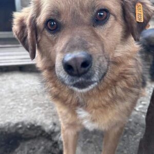 SHERPA (♂) – ausgereist zur Tierhilfe Lebenswert DR 11.04.25