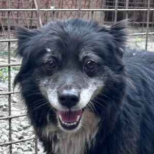 MECHTHILD - ausgereist zur Tierhilfe Lebenswert