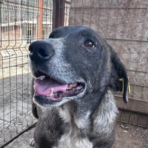 LALA - vermittelt Betty