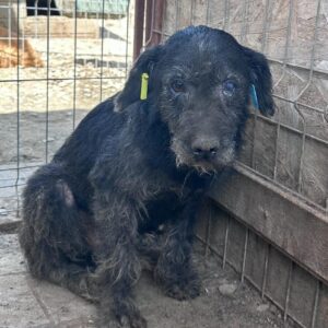 SMUDO - Notfall-Opi - reserviert für Tierhilfe Lebenswert - vermittelt