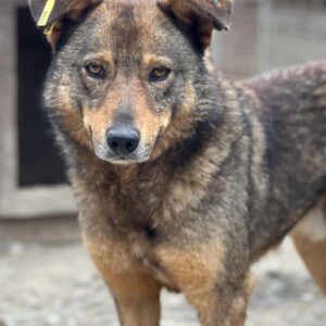 RAMIREZ (♂) – vermisst 11/24