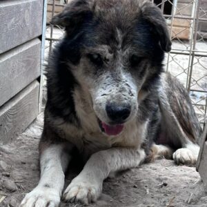 ANTON - NOTFALL - blind, völlig überfordert - reserviert Betty - vermittelt