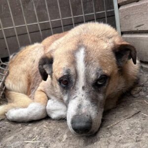 GERALD - vermisst 02/24