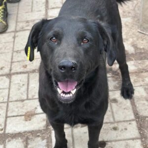 MUCKY (♂) - vermittelt LS