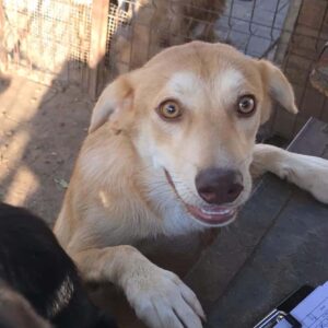 XELL (♂) - ausgereist zum TST Rösrath