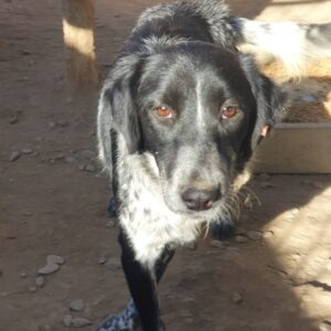 MAYBE - ausgereist zum TST Rösrath