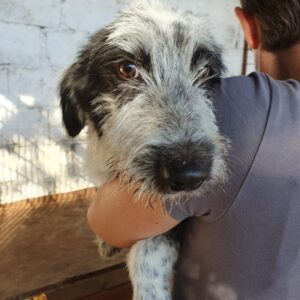 THORALF - ausgereist zur Tierhilfe Lebenswert