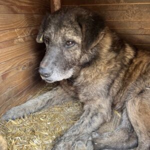 ANZO (♂) - völlig fertig und resigniert