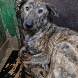 JOFFI - auf Pflegestelle in PLZ 4 vermittelt