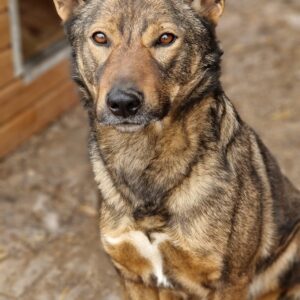 PEPPER - reserviert Manuela vermittelt