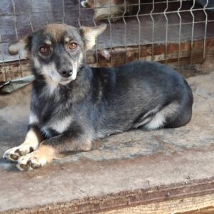 MADONNA - reserviert TST Rösrath 08.09 vermittelt