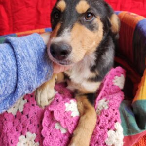 ÎNGER - ausgereist - vermittelt