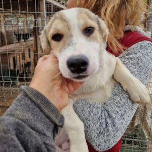 FLUMMY - auf Pflegestelle in PLZ 38 *vermittelt*