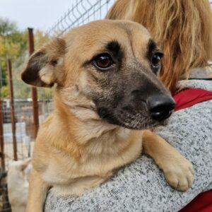 RESI - reserviert TH Ahrweiler vermittelt