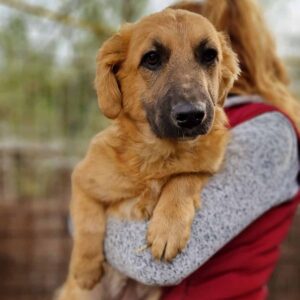 MINKA - auf Pflegestelle in PLZ 1 - vermittelt