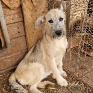 SALTY - sollte zeitnah ausreisen - auf Pflegestelle in PLZ 1 vermittelt