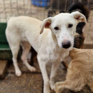 KIWI - auf Pflegestelle in PLZ 35 - vermittelt