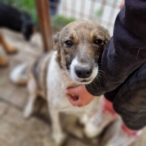 FLORINA - auf Pflegestelle in PLZ 25 - vermittelt