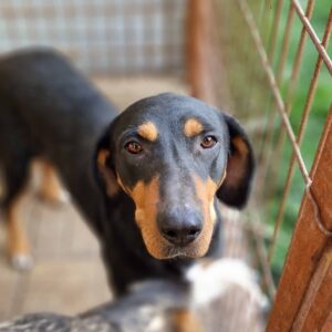 THORA - reserviert Vergessene Pfoten Stuttgart - vermittelt