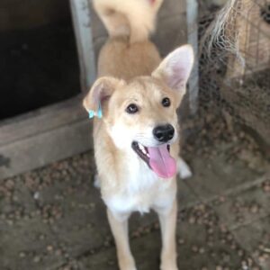 ROBERTO - ausgereist zum TST Rösrath