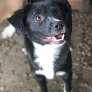 PURPLE - auf Pflegestelle in PLZ 78 - vermittelt