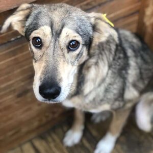 ANGY - reserviert NH - vermittelt