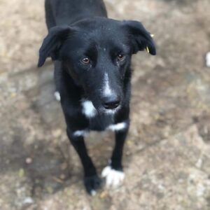 CEEDY - vermisst 11/24