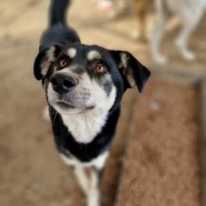 SUSE - viel zu dünn - reserviert für Tierhilfe Lebenswert - vermittelt