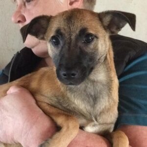 ESPERAR - sollte zeitnah reisen - reserviert Arche Noah Bidingen - vermittelt