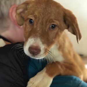 RUBI - reserviert TH Filderstadt - vermittelt