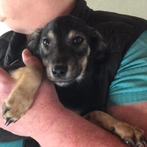 CLEMENTINE - sehr zart - reserviert LS vermittelt